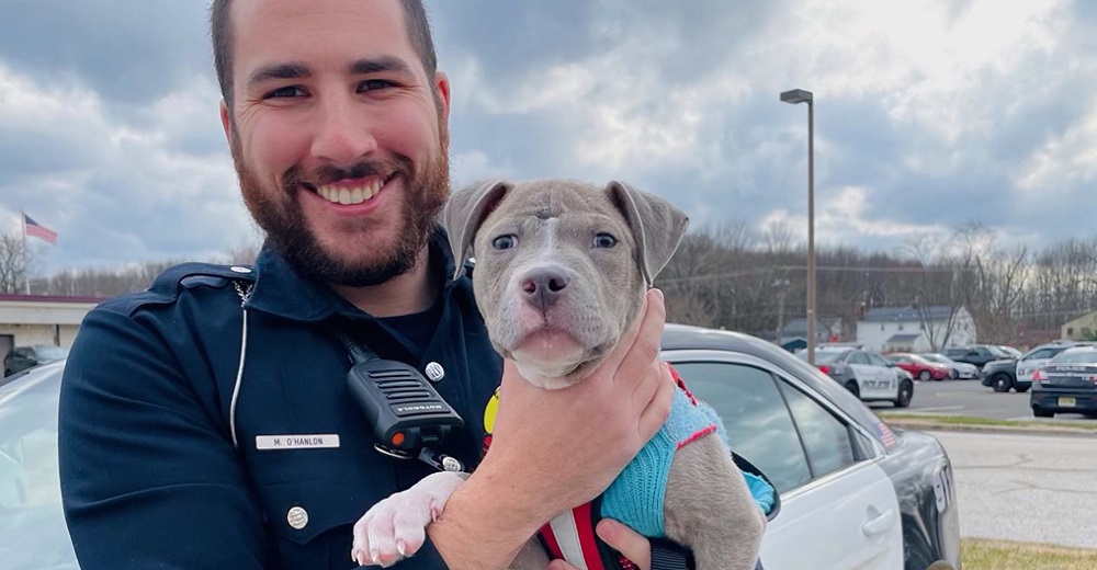 Policía adopta al cachorro pitbull que encontró herido en la calle mientras cumplía con su deber