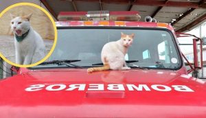 El gatito atrapado sobre un techo fue adoptado por los bomberos que lo rescataron