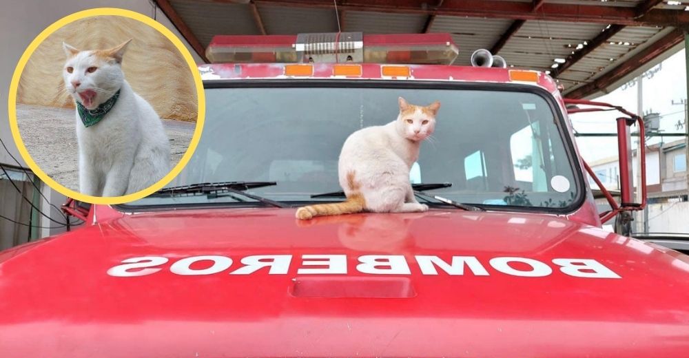 El gatito atrapado sobre un techo fue adoptado por los bomberos que lo rescataron