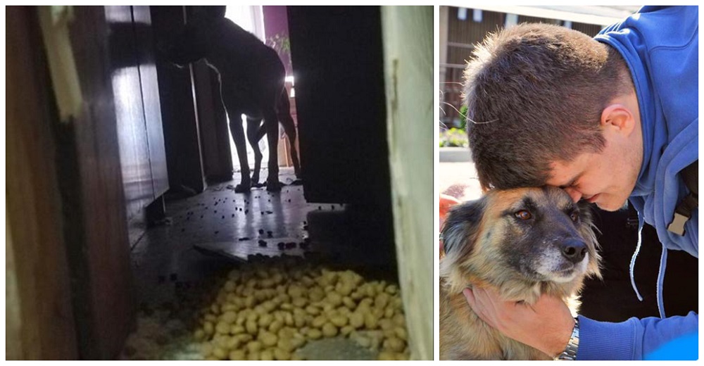 Cientos de gatitos y perritos atrapados en Ucrania sin comida o agua son salvados por sus héroes