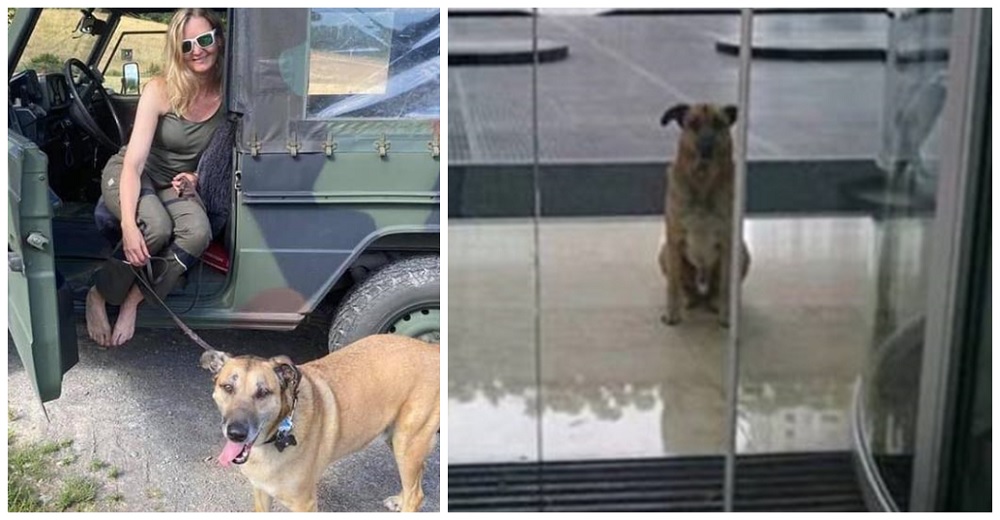 Azafata adopta al perrito que siempre la esperaba después de cada vuelo afuera del hotel