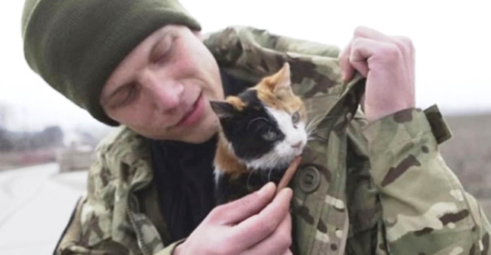 Los gatos sobrevivientes les ofrecen consuelo a los soldados en Ucrania