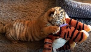 Tigre bebé rescatado de unos vándalos no paraba de llorar hasta que le acercaron su peluche