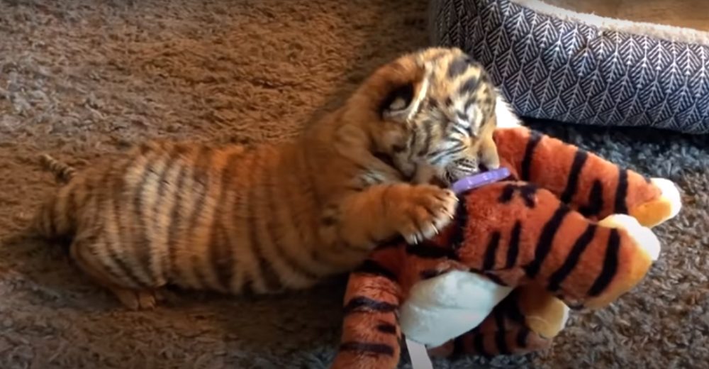 Tigre bebé rescatado de unos vándalos no paraba de llorar hasta que le acercaron su peluche