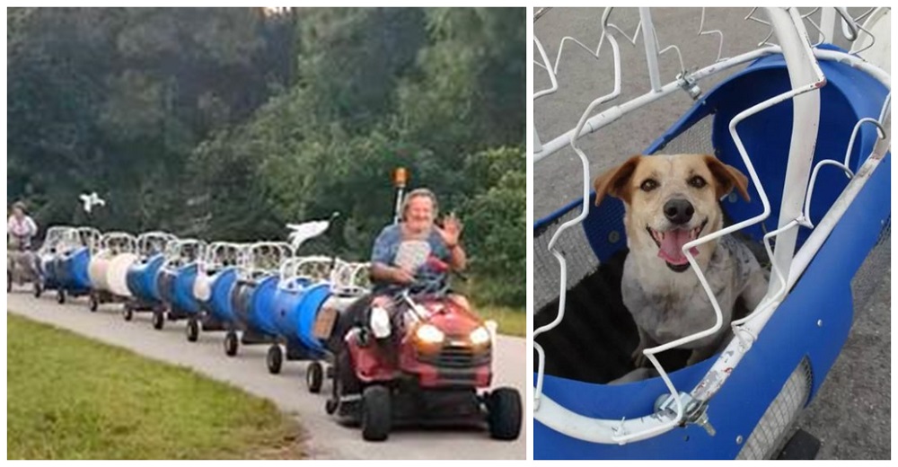 Graban a los felices perritos rescatados que salen a pasear en el tren que papá les construyó