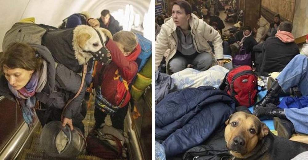 Ucranianos se aferran a sus mascotas al huir de la guerra negándose a dejarlas de lado