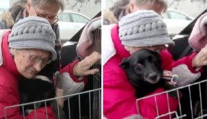 Abuelita que tuvo que huir de su país llora cuando finalmente se reencuentra con su perro