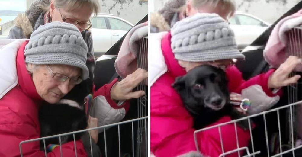 Abuelita que tuvo que huir de su país llora cuando finalmente se reencuentra con su perro