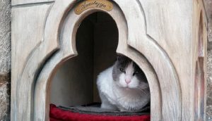Dejan sin hogar a la gata que vivía bajo los arcos de un palacio y tratan de defenderla