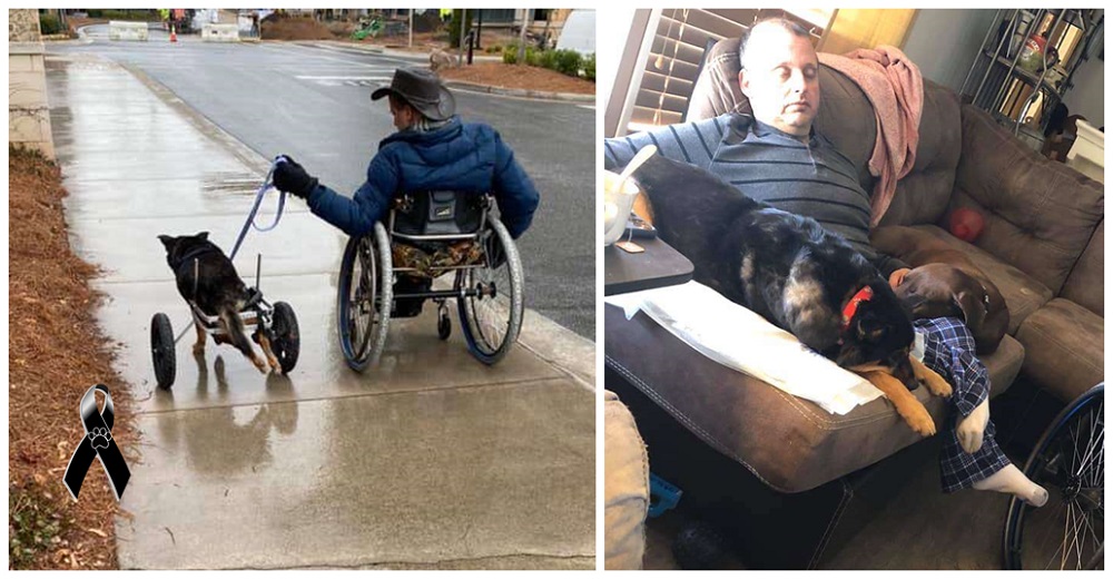 Muere el perrito paralítico cuando al fin había encontrado el amor junto a su ángel