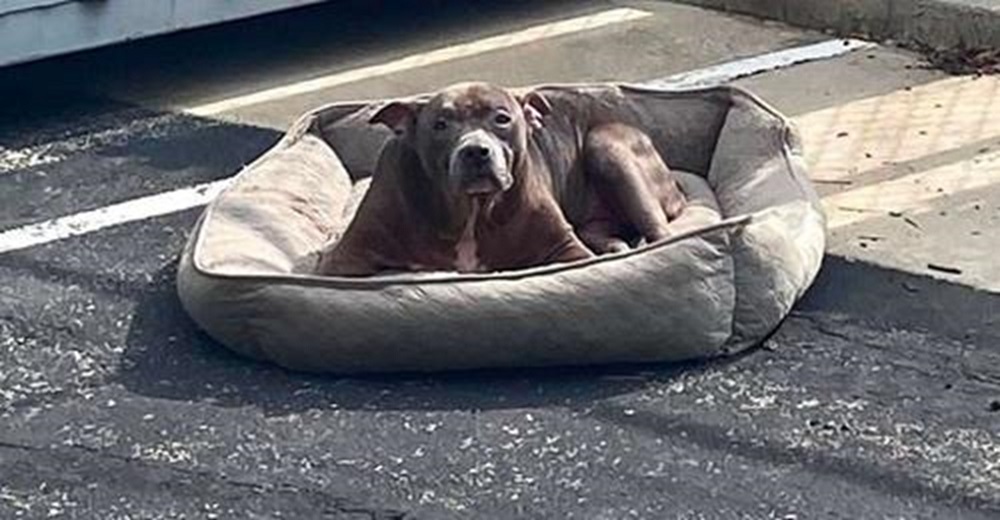 Encuentran a una triste perrita en un estacionamiento caliente con nada más que su camita