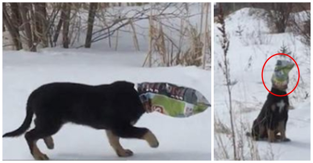 Cachorro abandonado lucha por su vida al quedar atorado con una bolsa de patatas en su cabecita