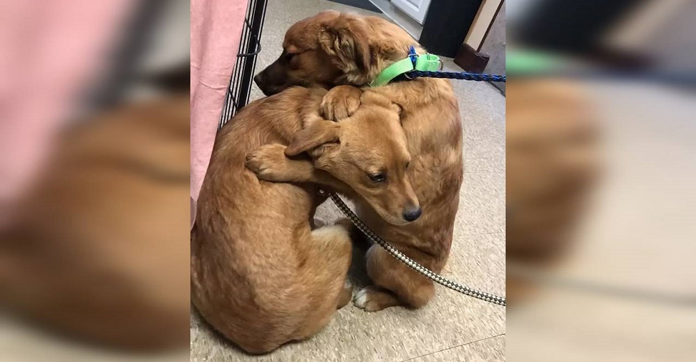 Cachorritos no pueden dejar de abrazarse para consolarse cuando se llevaron a mamá