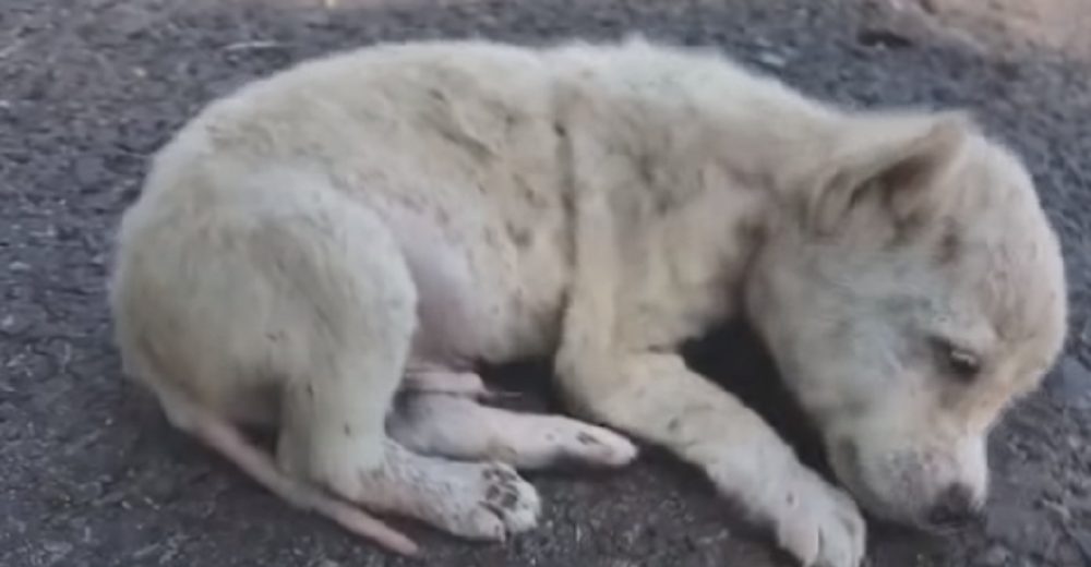 Cachorro se acurruca en medio de la calle y es rescatado antes de dar su último suspiro