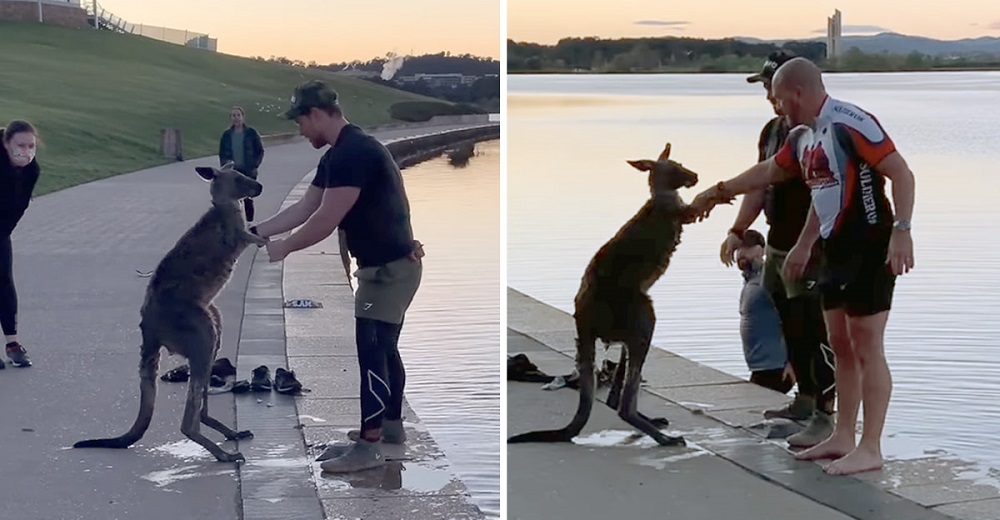 Canguro rescatado de un lago helado sorprende a sus salvadores expresando su agradecimiento