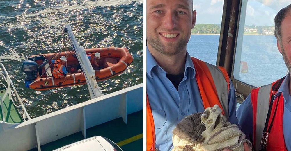 Capitán detiene el ferry para salvar a un gatito que cayó al mar