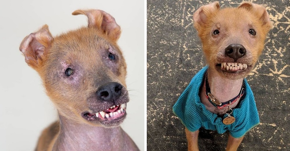 El perrito con una sonrisa permanente en su rostro finalmente se siente amado