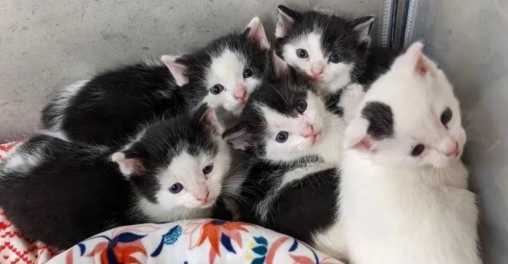 Los 5 frágiles gatitos rescatados en un granero se recuperan contra todo pronóstico