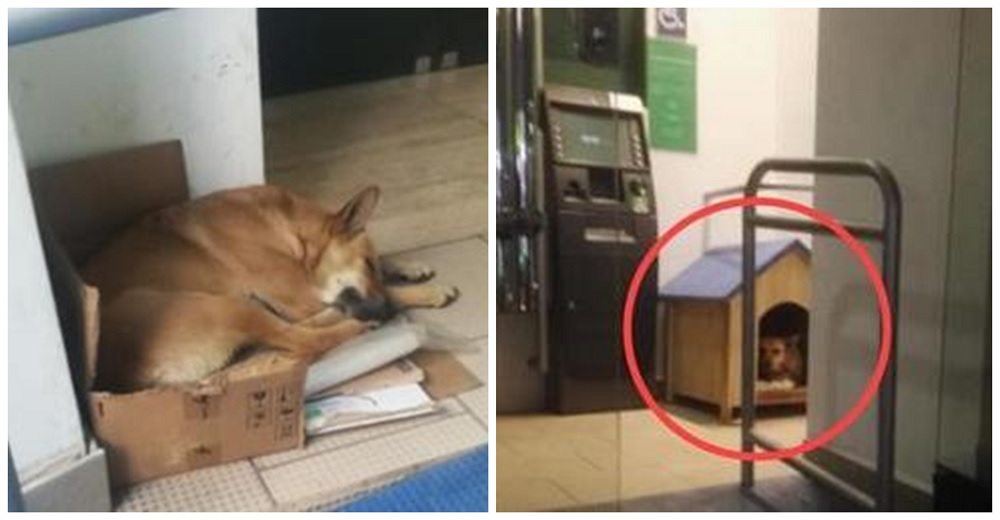 Perrita que fue abandonada en un banco se niega a marcharse y los trabajadores intervienen