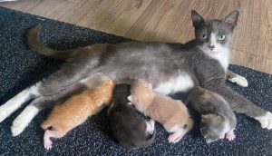 Gatita adopta a 4 gatitos huérfanos tras perder a sus bebés