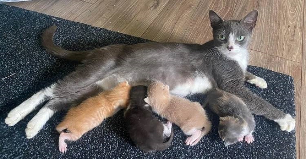 Gatita adopta a 4 gatitos huérfanos tras perder a sus bebés