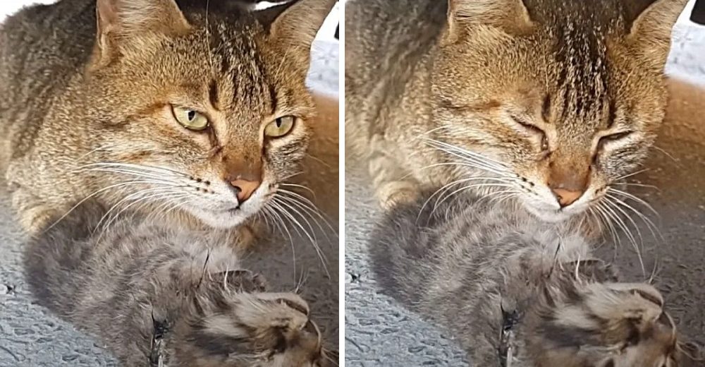 Gata llora debajo de un auto mientras abraza el cuerpo de su bebé fallecido