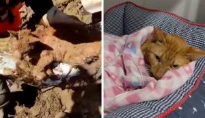 Rescatan a una gatita que sobrevivió durante 9 días bajo los escombros