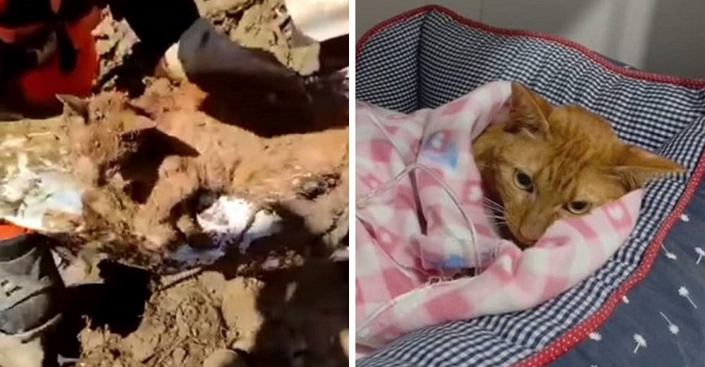 Rescatan a una gatita que sobrevivió durante 9 días bajo los escombros
