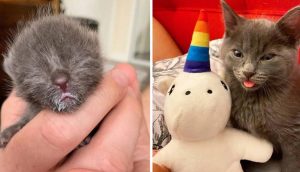 Gatito rescatado de un patio muestra su adorable personalidad cuando se recupera