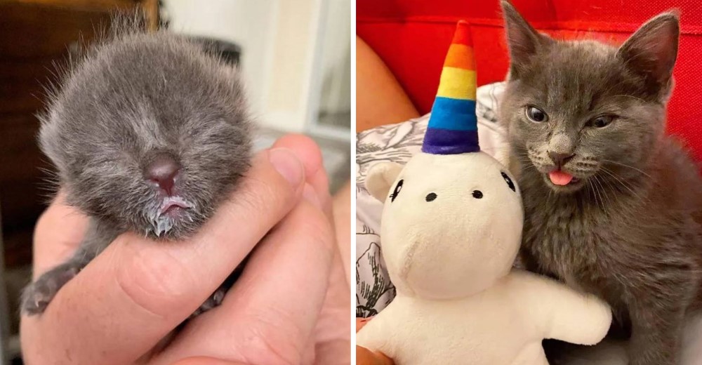 Gatito rescatado de un patio muestra su adorable personalidad cuando se recupera