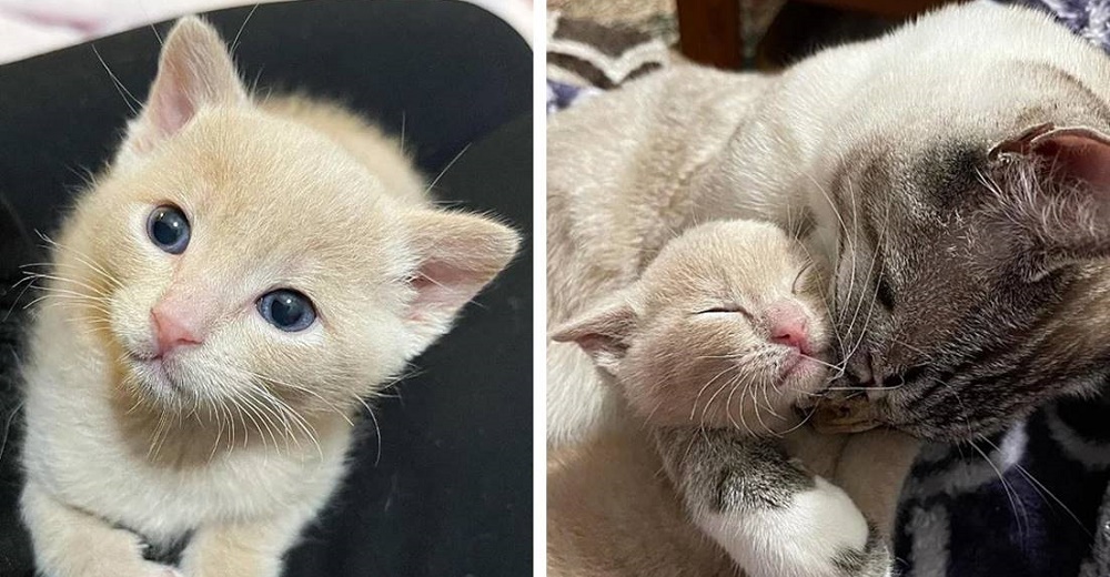 Gato se convierte en el padre de la gatita rescatada que llegó a su casa