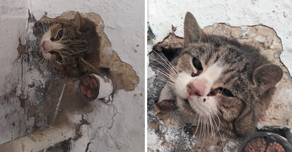 Salvan la vida de una gata que duró días llorando atrapada en una pared, sobrevivió de milagro
