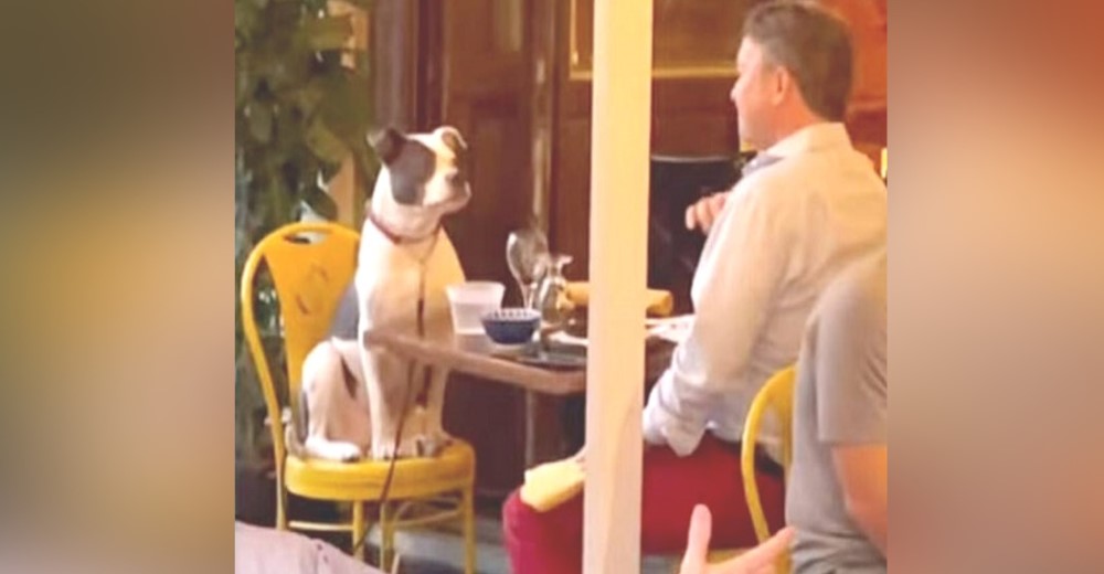 Un perrito es captado teniendo una elegante velada con su dueño en un restaurante