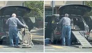 Graban a un abuelito ayudando a su perro anciano a subir al coche por la rampa que le construyó