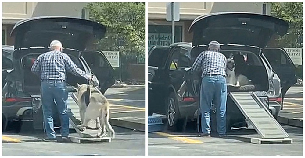 Graban a un abuelito ayudando a su perro anciano a subir al coche por la rampa que le construyó