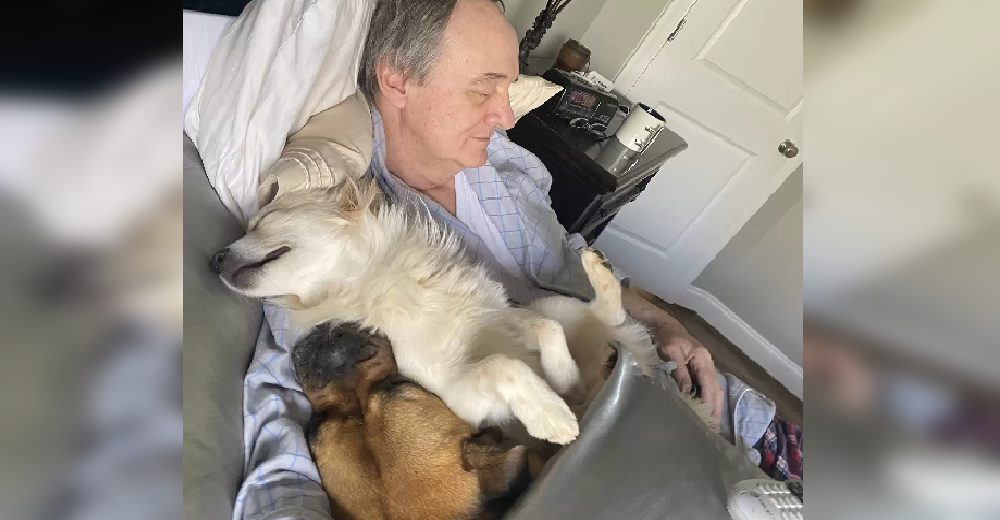 Encuentra a su padre durmiendo la siesta con varios perros que invadieron su casa