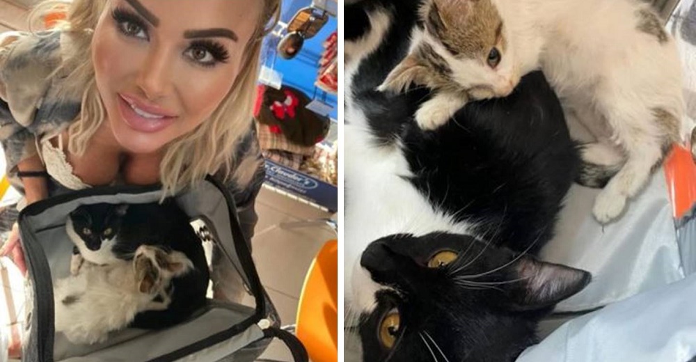Señalan a una mujer por gastar 19.000 dólares para rescatar a 2 gatitos