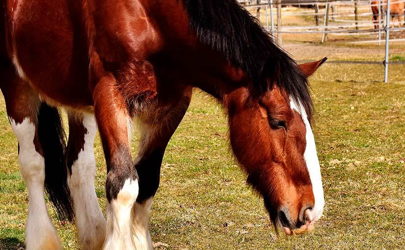 caballo