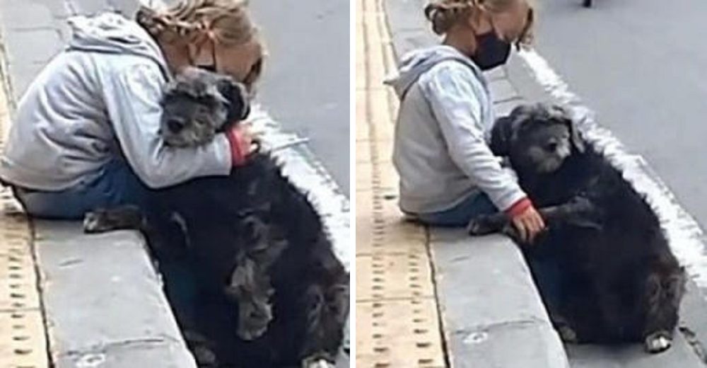 Graban a una leal perrita que espera cada tarde que su pequeño dueño salga de la escuela