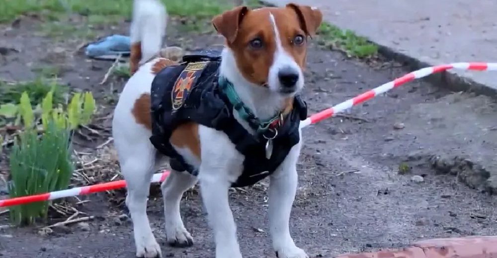 Conoce a Patrón, el perro héroe que está salvando la vida de tantos inocentes en Ucrania