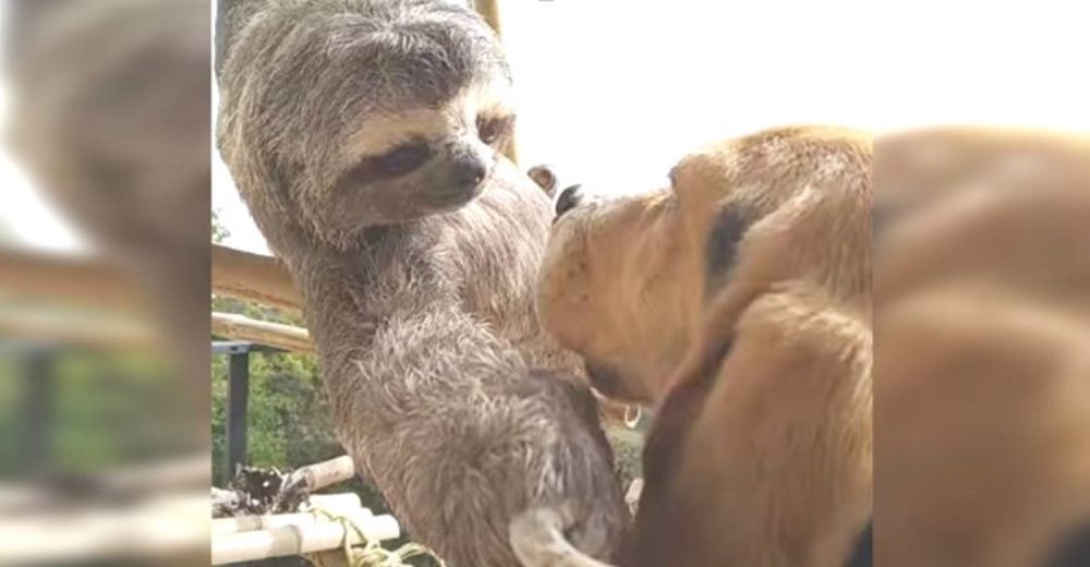 Perezoso rescatado abraza al perro de la familia que le salvó la vida