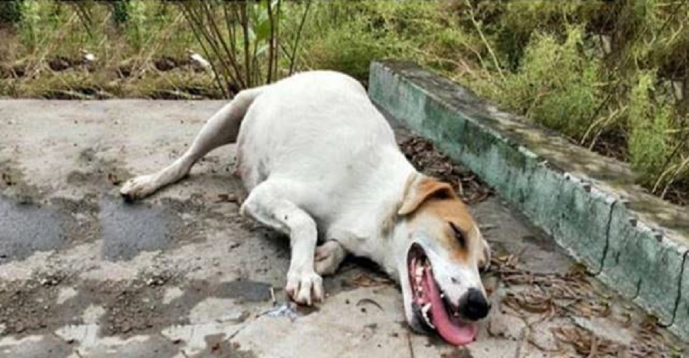 Salvan a la perrita embarazada que yacía en medio de la calle suplicando ayuda