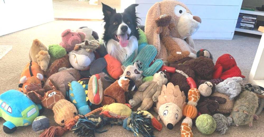 Perrito se hace viral al reconocer 52 juguetes y entregárselos a su dueña