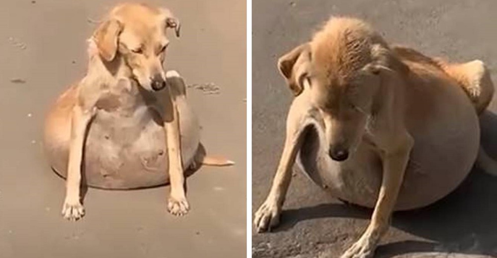 Perrita con líquido en el estómago recibe la ayuda que necesitaba para recuperarse