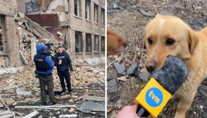 Perrito interrumpe la cobertura de un periodista en Ucrania conmoviendo a todos