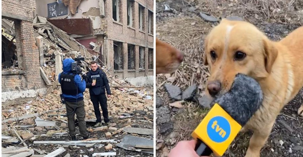 Perrito interrumpe la cobertura de un periodista en Ucrania conmoviendo a todos