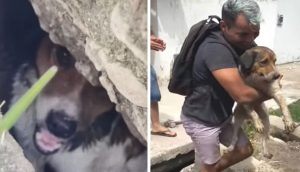 Rescatan al perrito que pasó 18 horas tratando de salir de una alcantarilla