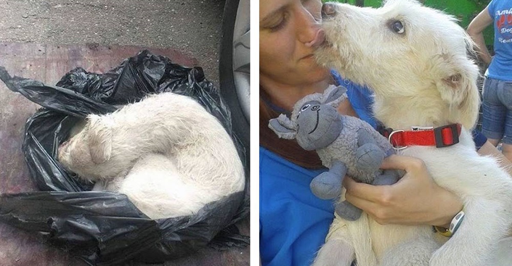 Perrito sobrevive y se recupera sorprendiendo a los veterinarios tras ser dejado en una bolsa