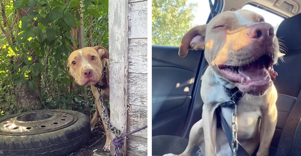 Rescatan al perro que estaba encadenado en un patio y sonríe agradecido