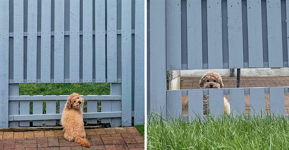 Perrito se calma y sonríe cuando finalmente complacen su deseo de poder espiar a los vecinos